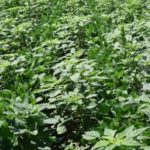 top-weeds-university-of-illinois-150x150-1