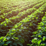soy_mid-2-150x150-1-4