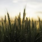 sphaerex-pr-image-wheat-basf-150x150-1