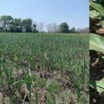 sdsu-drought-corn-2021-150x150-1