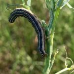armyworm-in-central-illinois-farmer-jim-stoutenboroughs-alfalfa-field-150x150-1