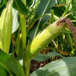 21corn4-150x150-1