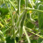 21soybeans3-150x150-1