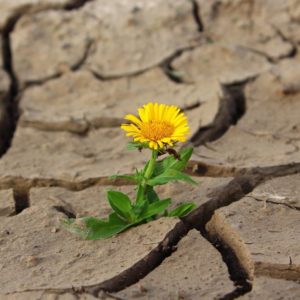 drought-jpg-7