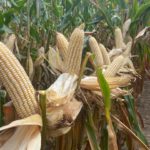 furches-ky-corn-21-150x150-1
