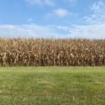 200911-corn-150x150-1-6
