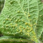 sd-soybean-association-soybean-aphids-south-dakota-150x150-1