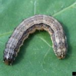 fall_armyworm_iastate-150x150-1