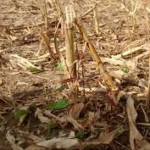 corn-stalks-150x150-1-2