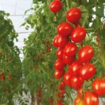 bayer-tomatoes-150x150-1