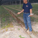 randy-ross-ginseng-150x150-1