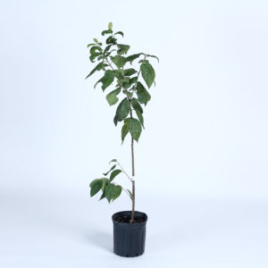 tree-planting-jpg