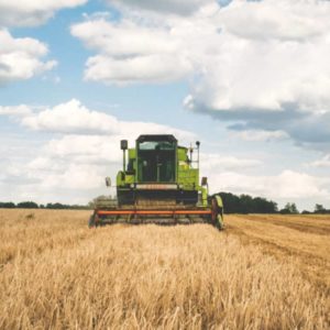 harvest-1-jpg-4