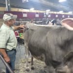 delbert-yoder-preparing-a-cow-for-showing-at-world-dairy-expo-2021-150x150-1