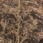 210921_green_stem_soybeans_md-150x150-1-2