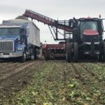 sugarbeet-harvest-150x150-1