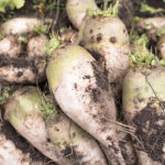 sugarbeets-150x150-1-2