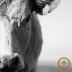 livestockmarkets1400x400-002-150x150-1-12