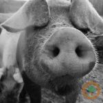 livestockmarkets2400x400-150x150-1-133