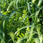 covercrops-150x150-1-5