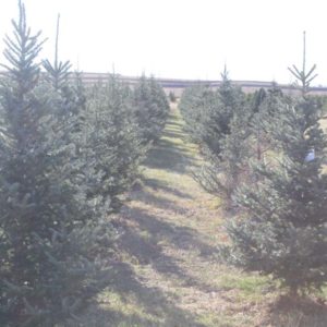 christmas-trees-klem-jpg