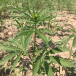 hemp1-150x150-1
