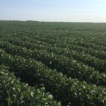 soybeans02-150x150-1