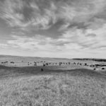 bw-sandills-150x150-1-2