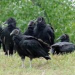 black-vultures-martin-lowney-usda-aphis-ws-150x150-1