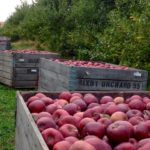 apples10-150x150-1