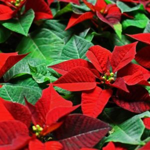 poinsettias-jpg-2