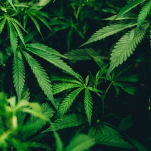 marijuana-1-jpg