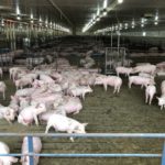190726_pigs_md-150x150-1-2