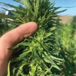 hemp-bj-mcneil-sd-150x150-1