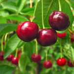 cherries-150x150-1