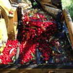 cherry-haverster-belt2-150x150-1