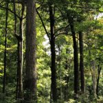 020822_hardwoods-150x150-1