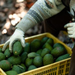 avocados2-150x150-1