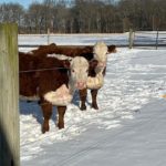 cattle-winter-150x150-1