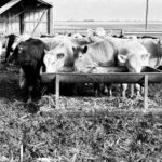 cows1-150x150-1-4