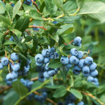 blueberries-150x150-1-9