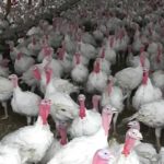 181018_turkeys_md-150x150-1-8
