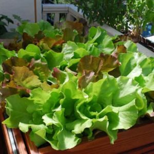 lettuce-jpg