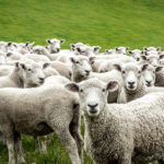 sheep-2-1-150x150-1