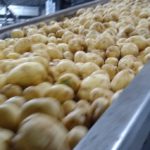 potatoes-on-conveyor1-150x150-1