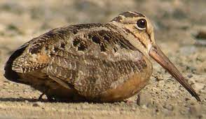 woodcock-jpg