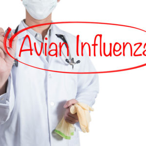 avian-influenza-bird-flu-jpg