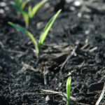 corn-emergence-iowa-state-150x150-1