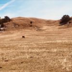 drought-1-150x150-1