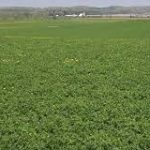 alfalfa-2nd-crop-150x150-1